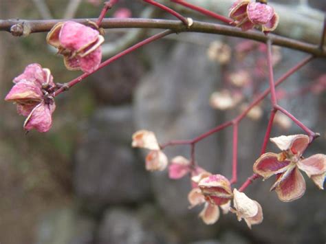 檀花|マユミ，まゆみ（真弓，檀）の花言葉